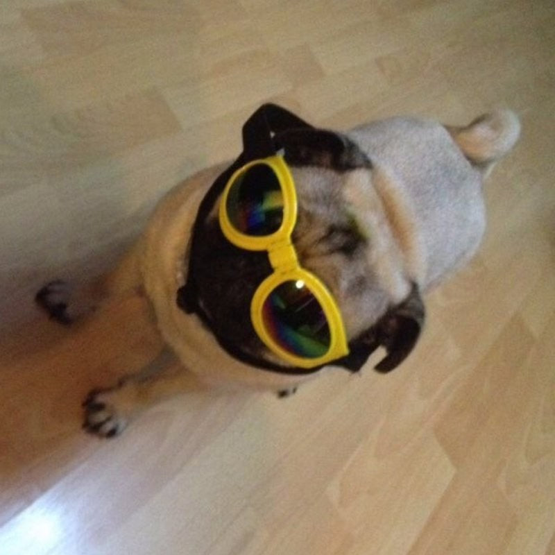 Foldable Medium Size Waterproof Goggles UV Protection Sunglasses For Pets