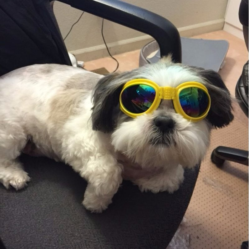 Foldable Medium Size Waterproof Goggles UV Protection Sunglasses For Pets