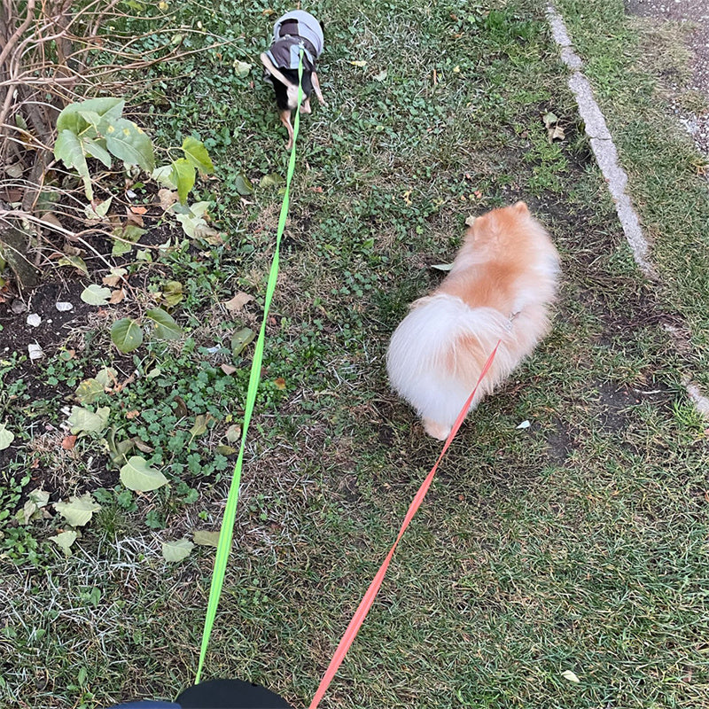Retractable Small Pet Leash Lead 360 Swivel No Double Walking Leash With Lights *Free Shipping