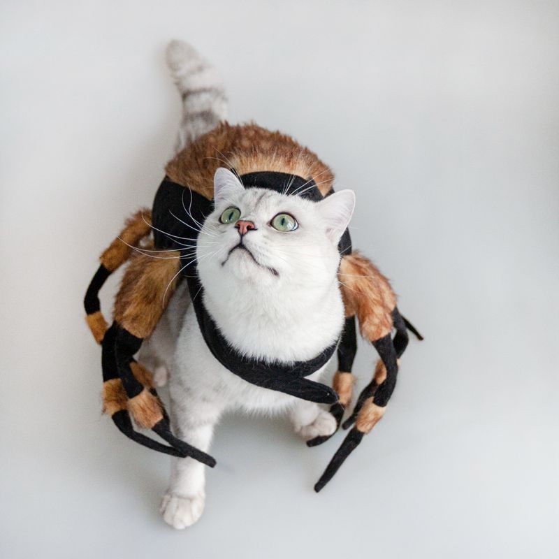Pet Spider Costumes *Free shipping