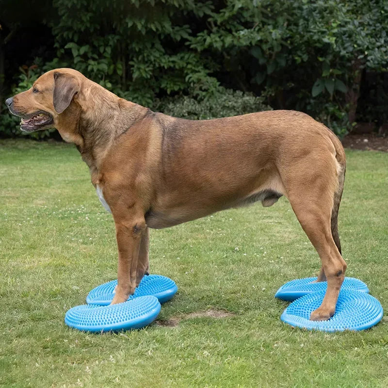 Dogs Training Fitness Sports Muscle Atrophy Dog Agility Toy *Free shipping
